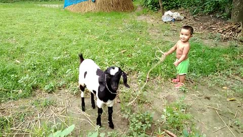 Baby's Days with rural goat//Baby's Fun//Funny Baby//Baby Dall//Cute Baby.