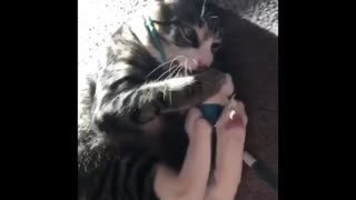 Cat Fighting Hard with her Toy