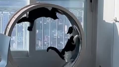 Funny Cat Videos - Cute Cat Videos - Cute Animals - Funny Cats