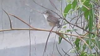Bird - Common Woodshrike