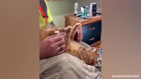 Videos of funny cats and kittens for a good mood! 😂