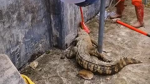 alligator attack