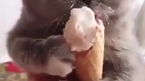 Nice cat ice-cream 🤣🤣🤣