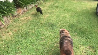 Bush Turkey Wants to Walk His Doggy Friend