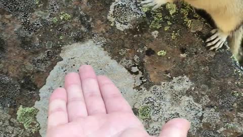 Wild Chipmunk Eats Food From Hand