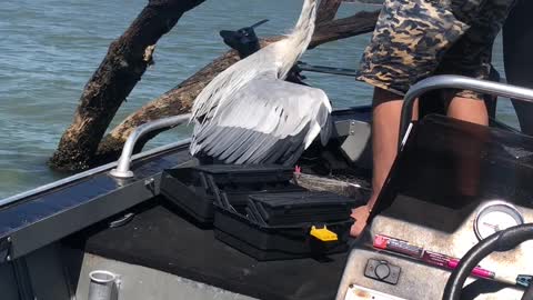 Rescuing a Heron Hanging From a Tree