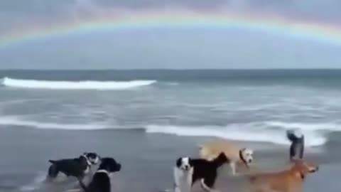 A herd of Cute dogs playing on the shoreline