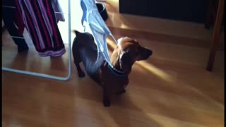Wiener Dog Finds Himself Stuck In Bra Strap