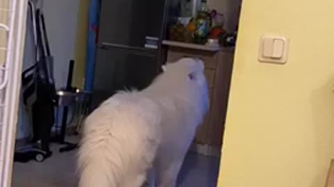 Samoyed dog howling