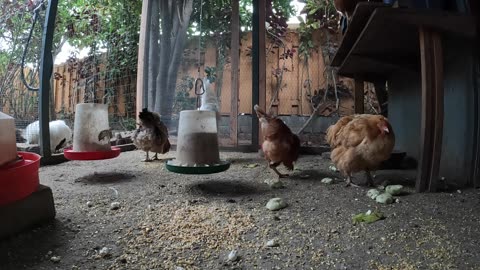 Backyard Chickens Fun Relaxing Video Hens And Roosters!