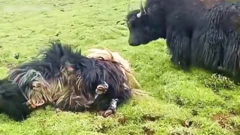 Yak fights, you haven't seen them before