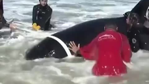 Group Of People Help A Beached Orca Whale Get Back Into The Ocean