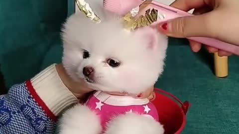 Funny and cute dog videos