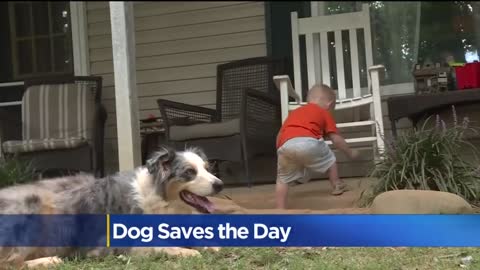 Family Dog Saves Toddler's Life