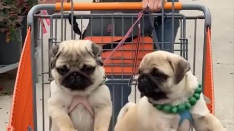 Aww so cute and funny pug 🐶🦮 puppies playing with a cutest baby