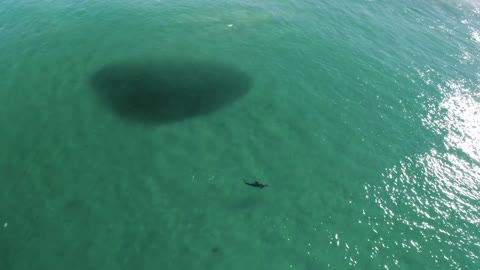 OMG! Hole View in Ocean Dolphin feeding Seagulls