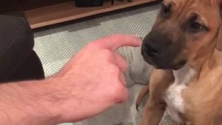 Brown puppy trying to bite owners finger pointing at it