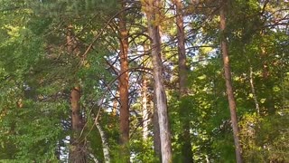 Altai - Forest