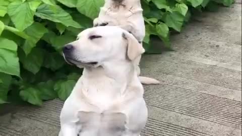 Funny & Cute Labrador Puppies