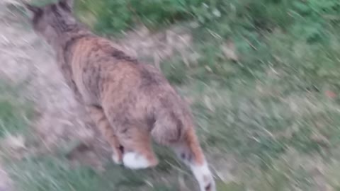 Tortoiseshell cat comes close and runs away
