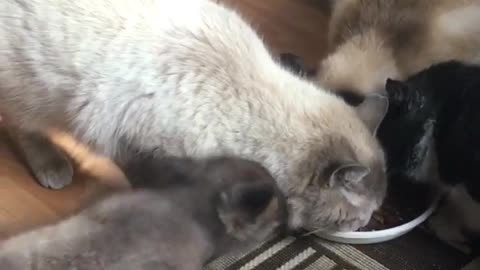 Little Fox Take Food From Cats