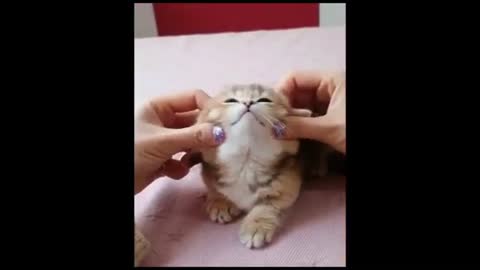 New funny cute cats and kittens in cute video compilation not to be missed enjoy for fun