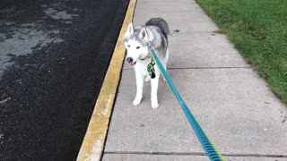 Zeus the Stubborn Husky vocally protests walk