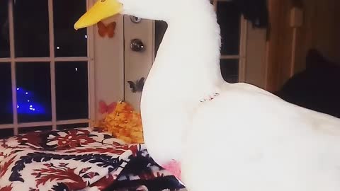 Aflac in the diaper