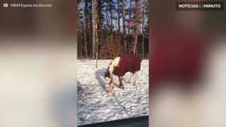 Cavalo se diverte com brinquedo na neve