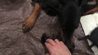 Doberman puppies 2nd day breathing