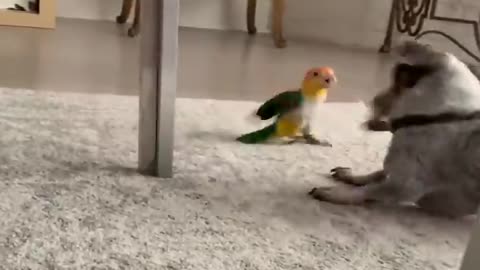 _Funny_Parrots_and_Cute_Birds...