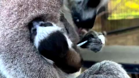 Exciting news! Endangered ring-tailed lemur, Felana, has given birth to a beautiful and healthy pup!