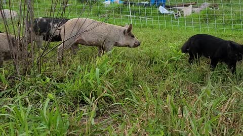 Baby piglets and cat