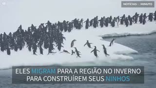 Pinguins empolgados pulam em iceberg na Antártica
