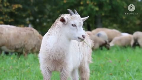 Bakri video