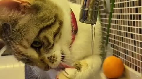 🙀 Cat Singing And Drinking Water 🎼🎤😻