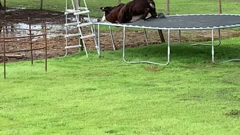 Curious Cow Gets Stuck in Trampoline