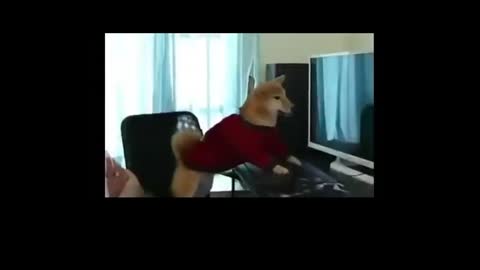 Dog playing computer game