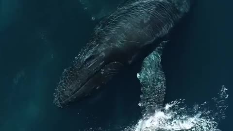 Beautiful ocean scene with whale