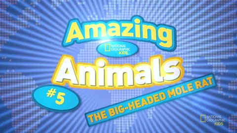 Amazing Animals |Big-headed Mole Rat |