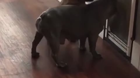 Old dog teaching new tricks :Frenchi shows pup how to use pet door