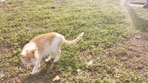 My cats in the garden