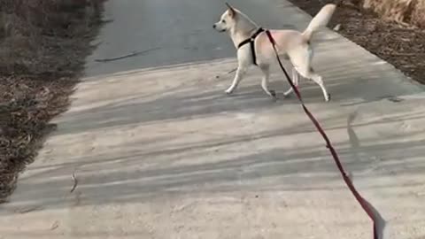 How to walk when your puppy is happy
