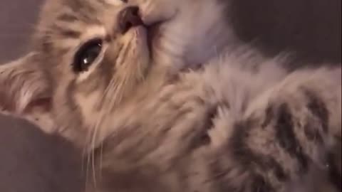 Sweet cat baby meowing