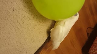 Parrot Versus Balloon