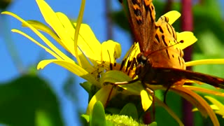 Fritillary Butterfly