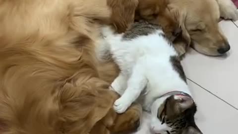 Lovely and Funny Cat vs Dog Videos 2021 Funny animals video