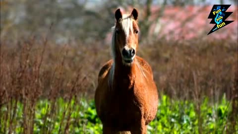 Watch the beautiful brown horse and gorgeous eyes frolic in the garden