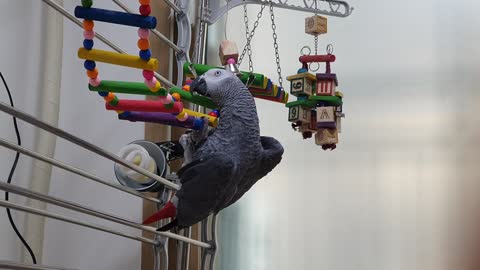 The gray parrot playing with a toy