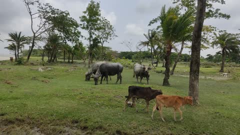 Buffalo rearing in bangladesh.